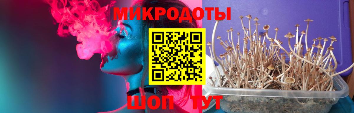 Псилоцибиновые грибы Psilocybine cubensis Волгоград